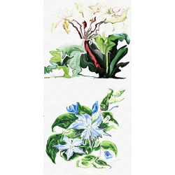 &quot;Crinum &amp; Morning Glory&quot; Duo Print (One Print with 2 Designs in Portrait Format) - Free Shipping