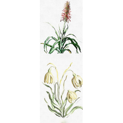 &quot;Pitcairnia &amp; Snowdrop&quot; Duo Print (One Print with 2 Designs in Portrait Format)