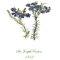 Paxton 1842 Antique Updated Botanical Print - 2 Sizes Available - Free Shipping - 1842.12