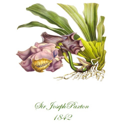 Paxton 1842 Antique Updated Botanical Print - 2 Sizes Available - Free Shipping - 1842.1