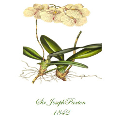 Paxton 1842 Antique Updated Botanical Print - 2 Sizes Available - Free Shipping - 1842.14