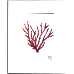 Hand Painted &quot; Red Coral&quot; - 5 x 7 in 8 x 10 Mat - Free Shipping